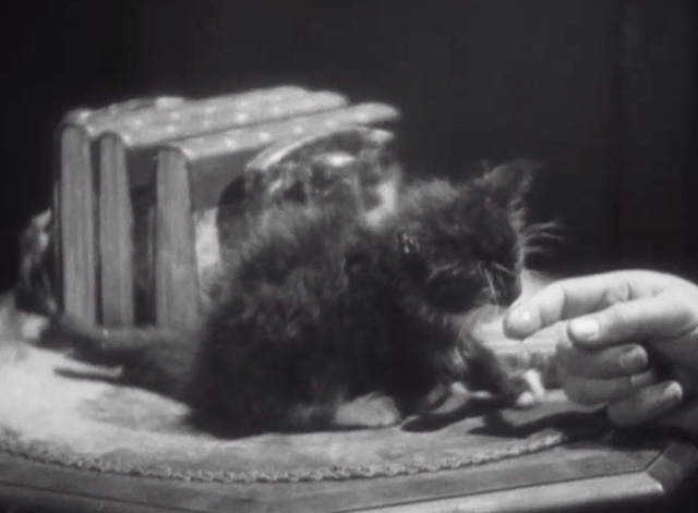 Underworld - longhaired black kitten with white paws licking milk from fingers