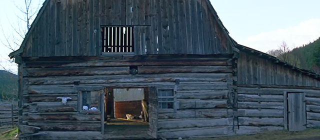 An Unfinished Life - cat inside barn door in morning