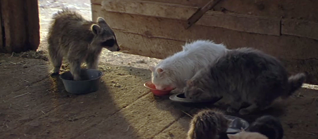 An Unfinished Life - cats and raccoon drinking from bowls of fresh milk inside barn