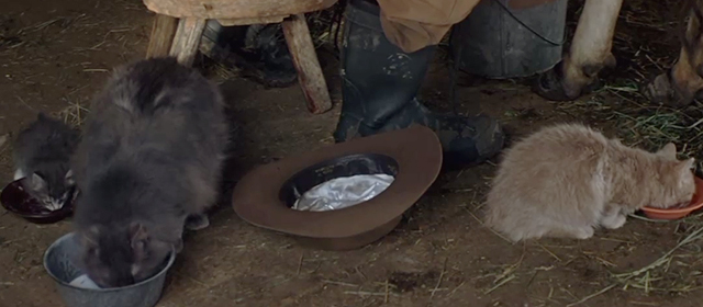 An Unfinished Life - cats drinking fresh milk from bowls in barn