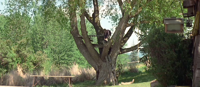 An Unfinished Life - Griff Becca Gardner in tree with cats