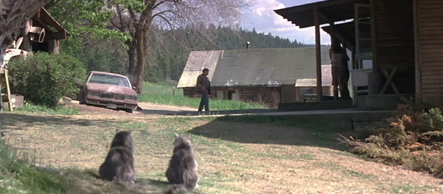 An Unfinished Life - long haired tabby cats looking impressed after Einar Robert Redford beats up Gary