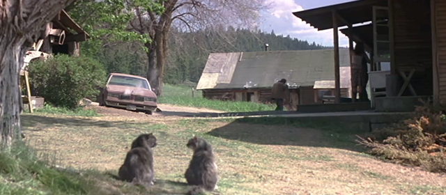 An Unfinished Life - long haired tabby cats looking impressed after Einar Robert Redford beats up Gary