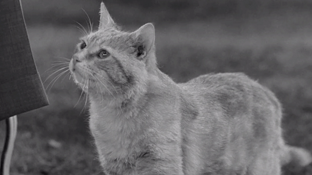 Visit to a Small Planet - tabby cat Orangey Clementine