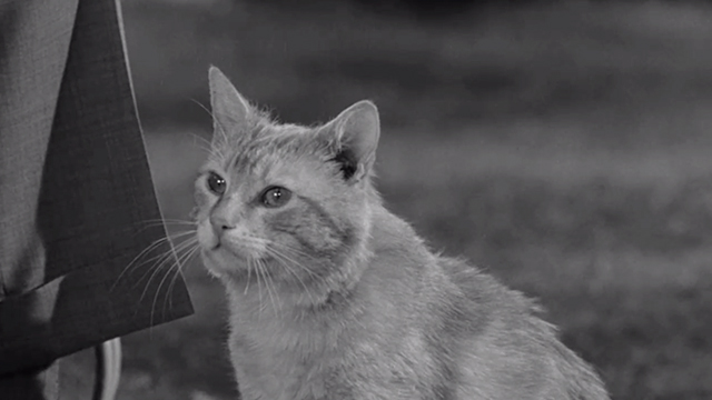 Visit to a Small Planet - tabby cat Orangey Clementine