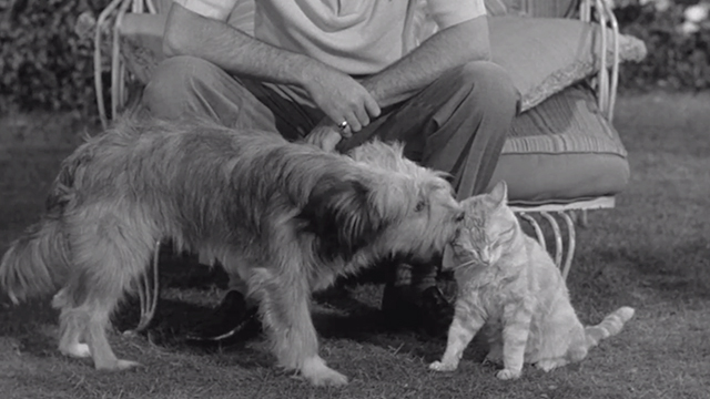 Visit to a Small Planet - tabby cat Orangey Clementine being licked by dog Rags Skippy