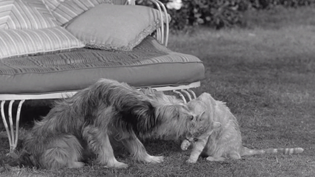 Visit to a Small Planet - tabby cat Orangey Clementine being licked by dog Rags Skippy