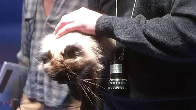 Wag the Dog - Himalayan cat