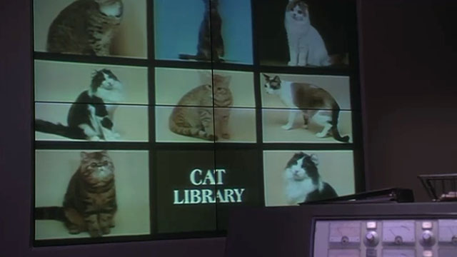 Wag the Dog - various pictures of cats in digital library