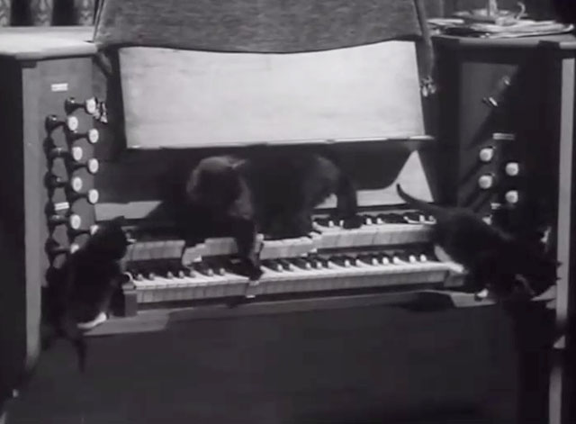 What a Carve Up! - black cat and black and white kittens on organ keyboard