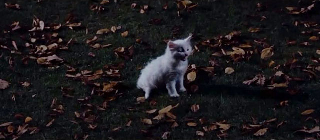 What Have You Done to Solange? - longhair white kitten mewing on grass