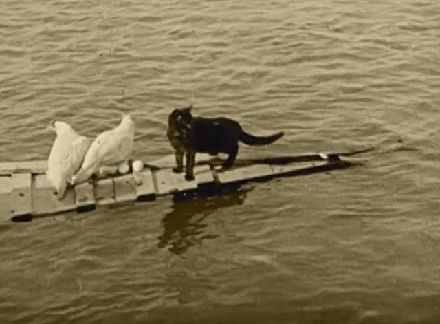 When the Clouds Roll By - black cat floating on board with chickens