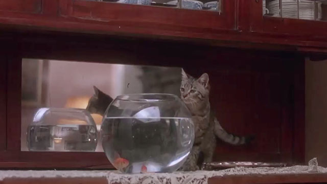 Where Angels Fear to Tread - tabby kitten looking at fishbowl