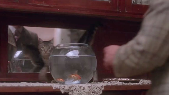 Where Angels Fear to Tread - tabby kitten moving away from fishbowl as Gino approaches