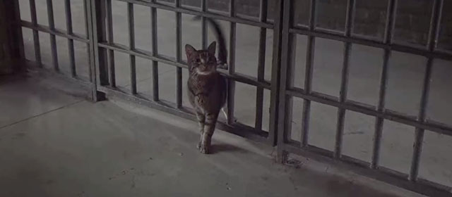 Where the Crawdads Sing - brown tabby cat Sunday Justice entering jail cell