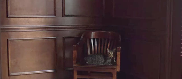 Where the Crawdads Sing - brown tabby cat Sunday Justice on chair in corner