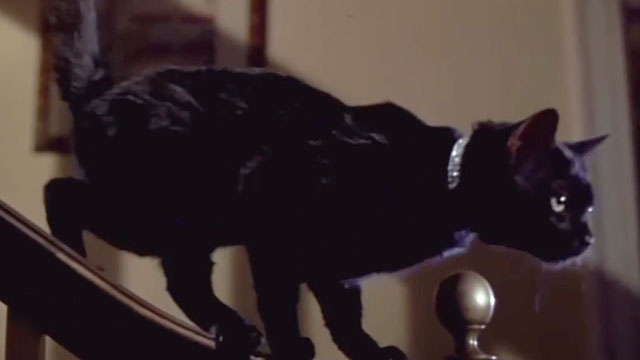 Wicked Stepmother - black cat Pericles on stair banister