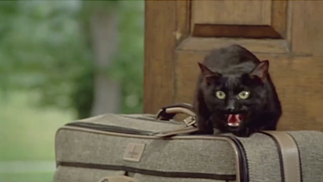 Wicked Stepmother - black cat Pericles hissing on suitcase