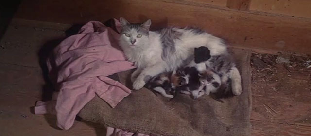 Wild Rovers - longhair gray and white tabby cat nursing kittens