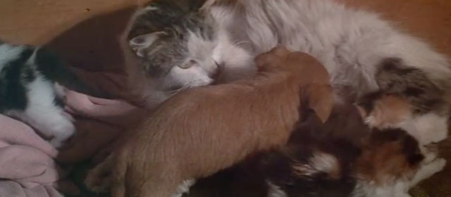 Wild Rovers - longhair gray and white tabby cat nursing kittens and puppy