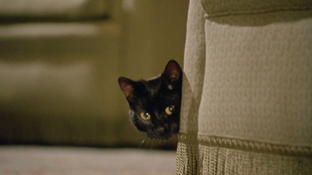 The Witches - black cat Liebchen looking around couch