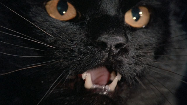 The Witches - black cat Liebchen extreme close up