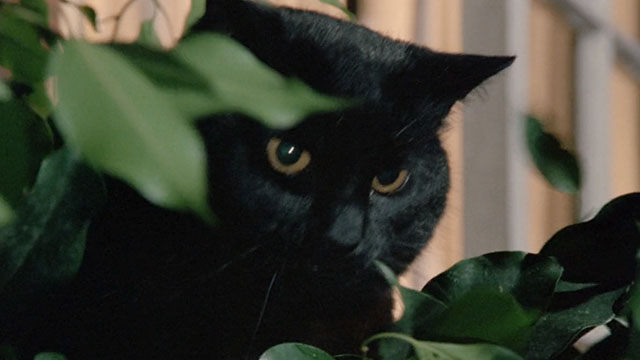 The Witches - black cat Liebchen in potted plant