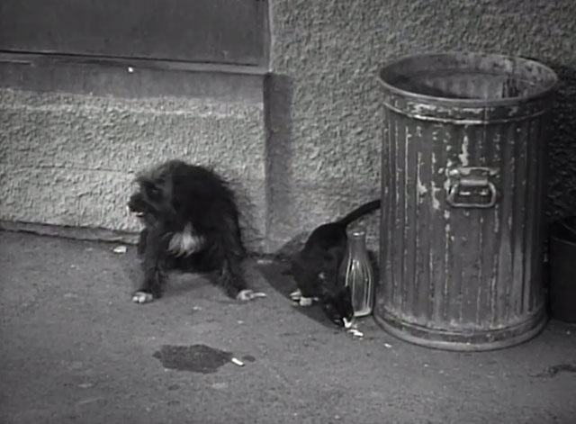 Women Are Trouble - small tuxedo cat and shaggy dog sharing meal in alley