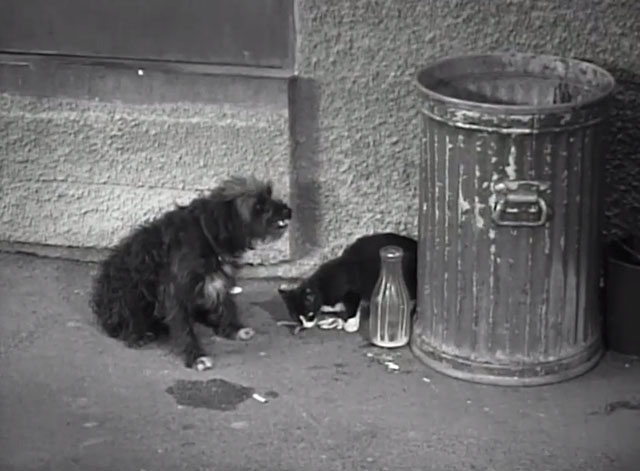 Women Are Trouble - small tuxedo cat and shaggy dog sharing meal in alley