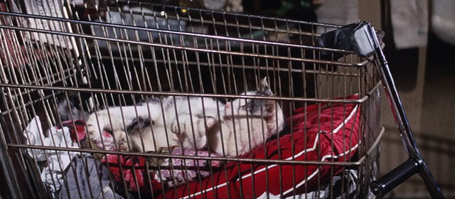 WUSA -gray and white tabby cat in shopping cart