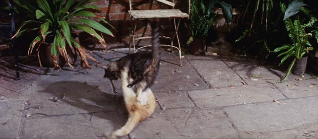 WUSA - brown and ginger and white tabby cats fighting