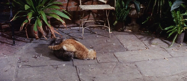 WUSA - brown and ginger and white tabby cats fighting