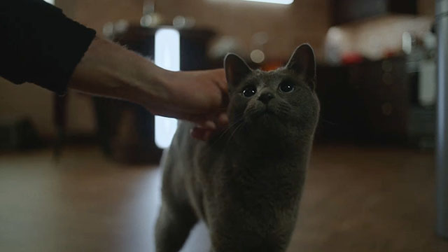 Baby Reindeer - Episode 4 - Donny petting blue shorthair cat Fergus