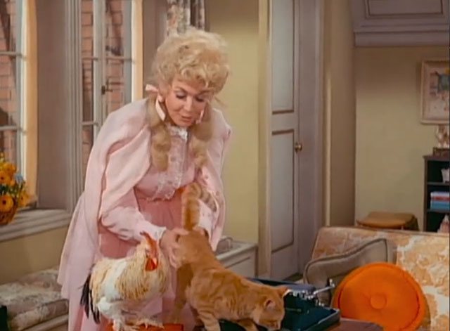 The Beverly Hillbillies - Elly the Secretary - ginger tabby cat Rusty Orangey with Elly Mae Donna Douglas with Earl the rooster