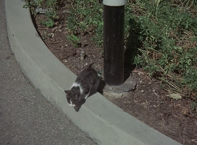 Charlie's Angels - Angel Trap - gray and white tuxedo kitten climbing over curb