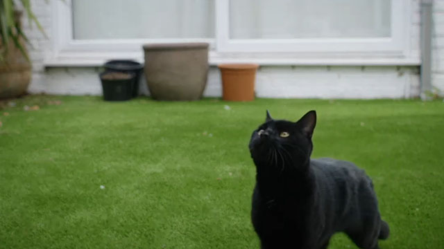 The Cleaner - The Writer - black cat in back yard