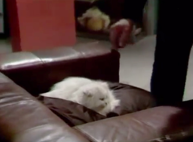 Great Performances - The Collection - longhaired white cat on chair