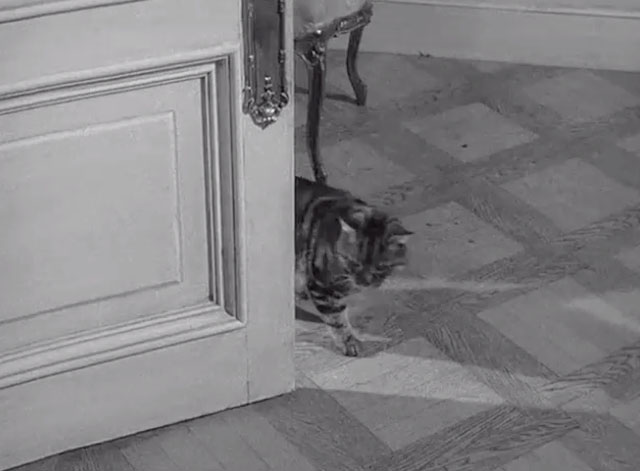 Danger Man - The Hunting Party - tabby cat walking through door