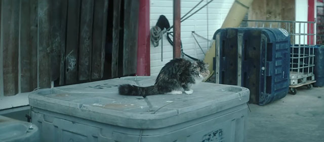 Dead Boy Detectives - The Case of the Two Dead Dragons - longhair calico tabby cat on garbage can