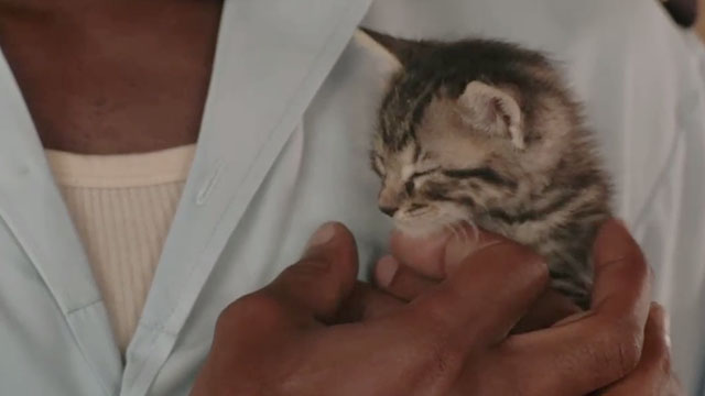 Death in Paradise - A Dash of Sunshine - brown tabby kitten close up