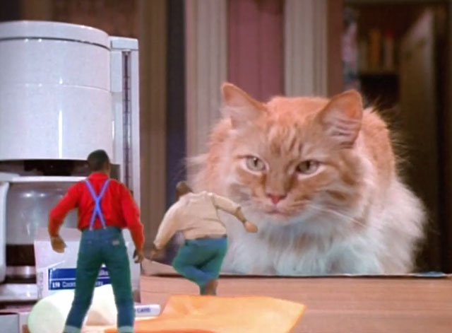 Family Matters - Little Big Guy - Carl Reginald VelJohnson and Urkel Jaleel White facing giant longhair ginger tabby cat Mr. Buttons