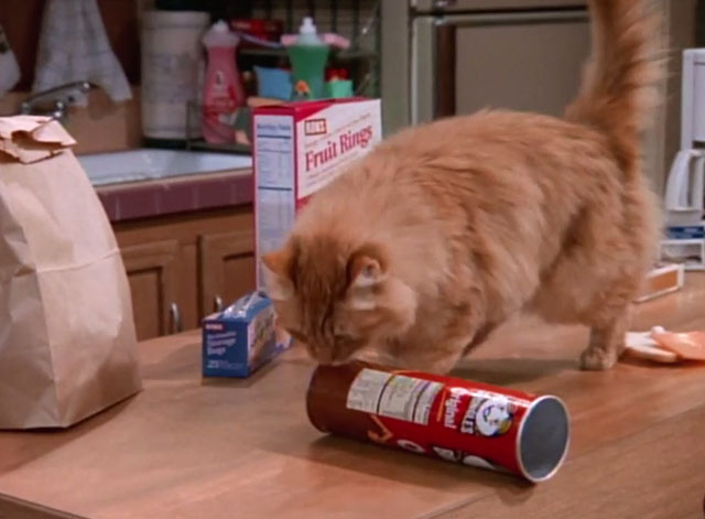 Family Matters - Little Big Guy - longhair ginger tabby cat Mr. Buttons looking at potato chip can