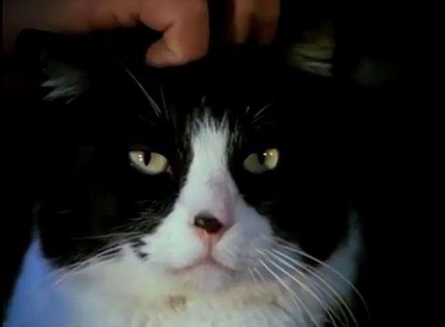 Fantastic Journey - An Act of Love - tuxedo cat Sil-L Felix team having head scratched