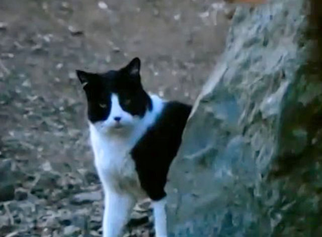 Fantastic Journey - An Act of Love - tuxedo cat Sil-L Felix team behind rock