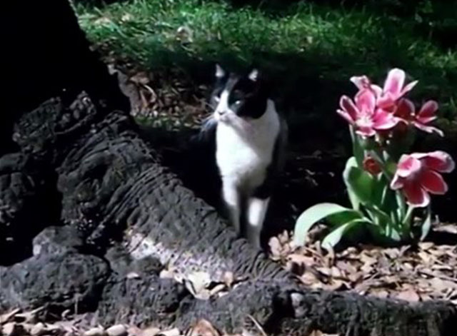 Fantastic Journey - An Act of Love - tuxedo cat Sil-L Felix team behind tree