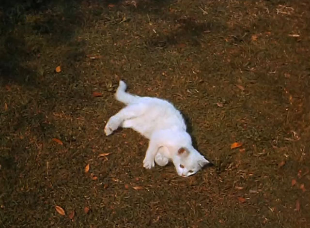 The F.B.I. - The Fraud - white kitten playing on lawn