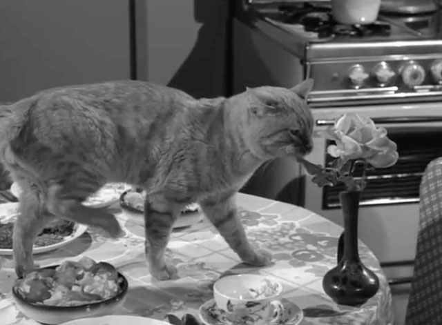 The Fugitive - The End is But the Beginning - ginger tabby cat Rusty Orangey on kitchen table with vase