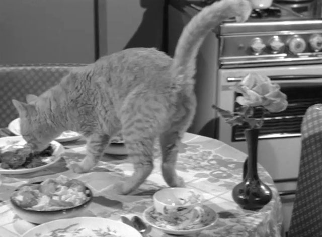 The Fugitive - The End is But the Beginning - ginger tabby cat Rusty Orangey on kitchen table