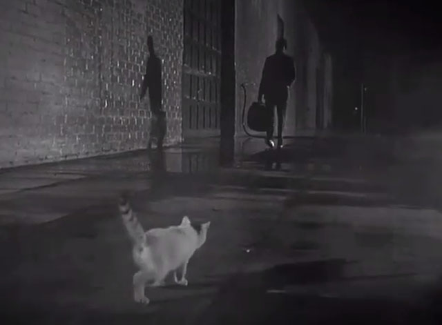 The Fugitive - Fear of a Desert City - white and tabby kitten on sidewalk as Richard Kimble David Janssen approaches