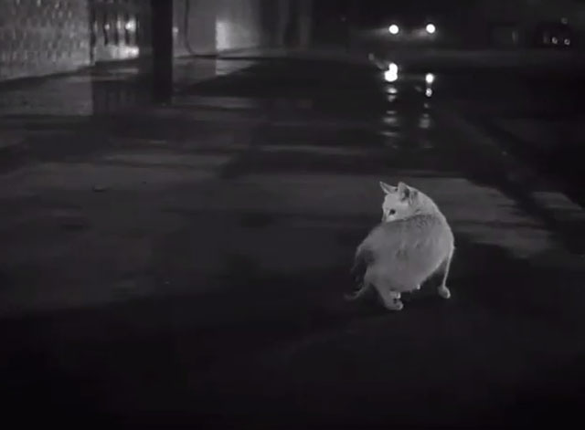 The Fugitive - Fear of a Desert City - white and tabby kitten on sidewalk at night